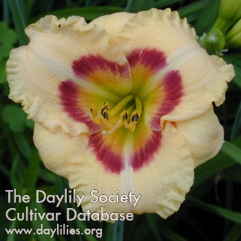 Daylily Siloam Sugar Time